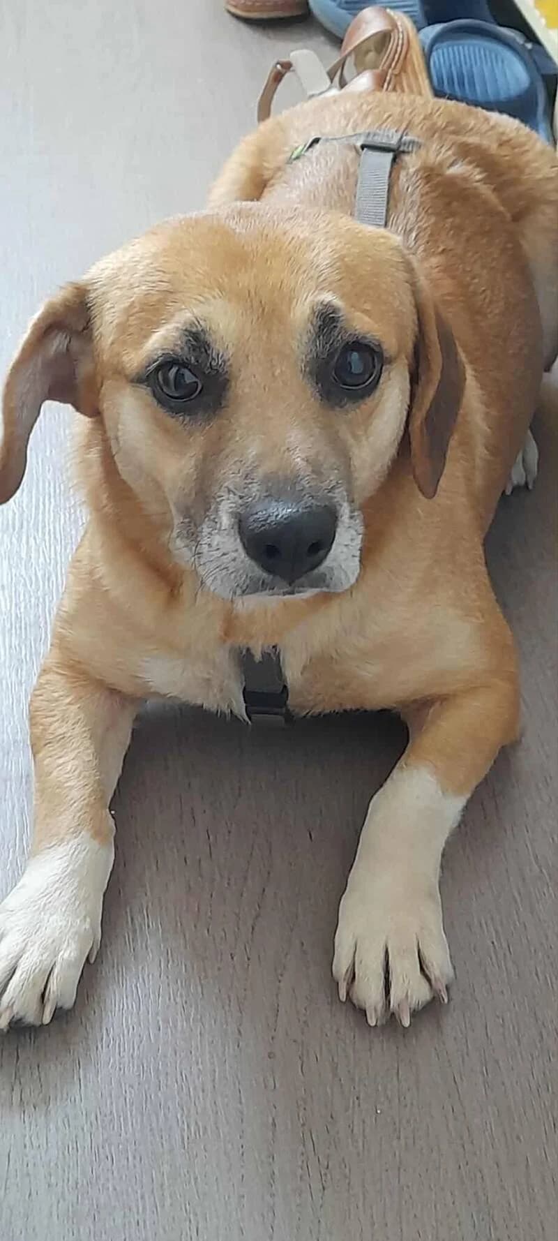 CLEO, female 3yo Mixed Breed for adoption at L, l arche de kala