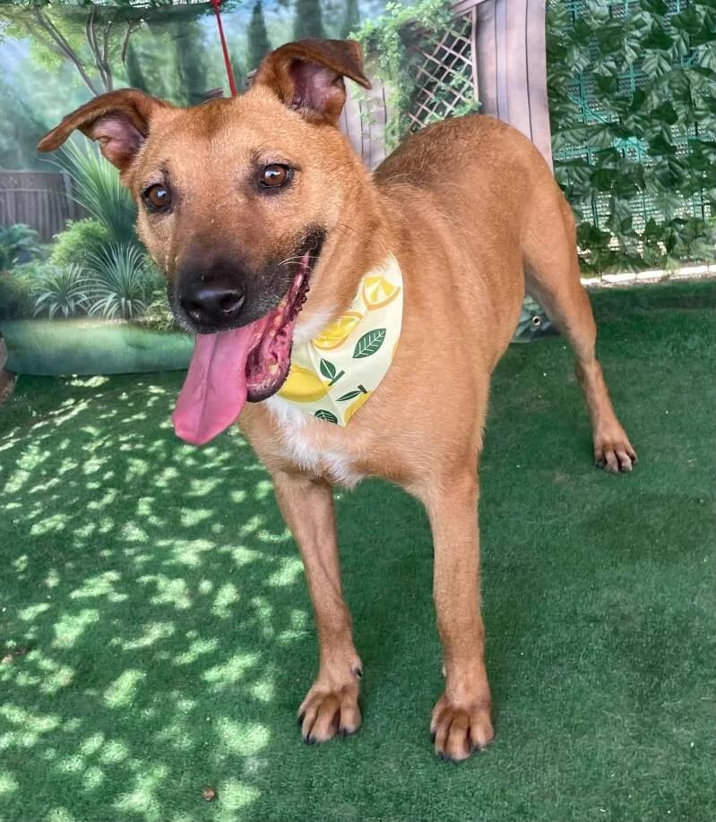 LOULA, female 7yo Mixed Breed for adoption at L, l arche de kala