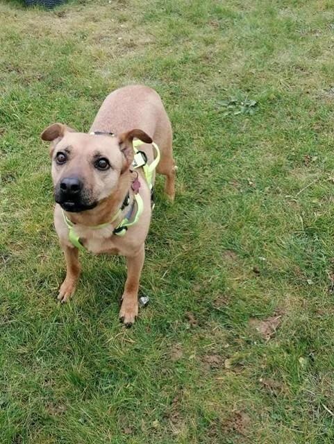 EVE, female 4yo Mixed Breed for adoption at L, l arche de kala