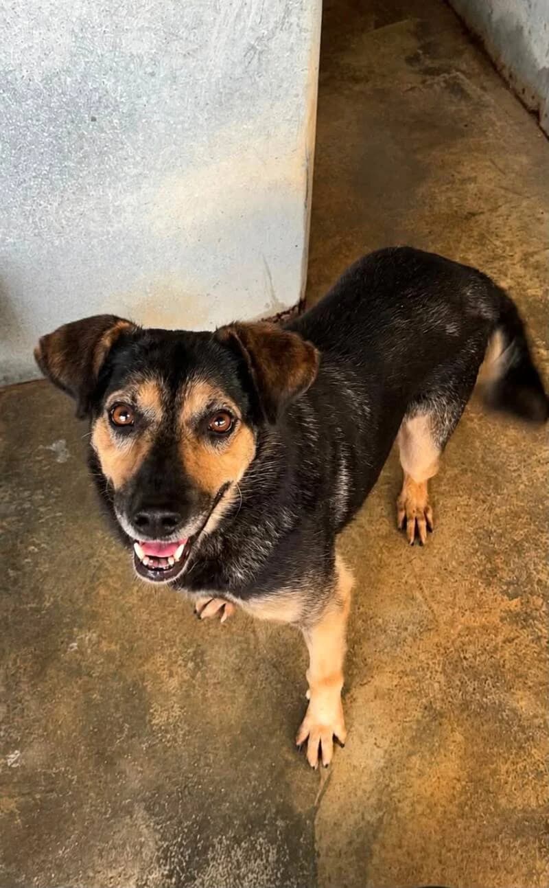 FREYJA, female 4yo Mixed Breed for adoption at L, l arche de kala