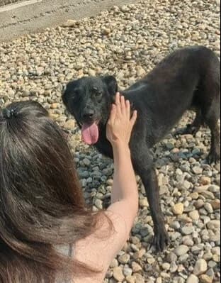 MINUNE, female 4yo Mixed Breed for adoption at L, l arche de kala