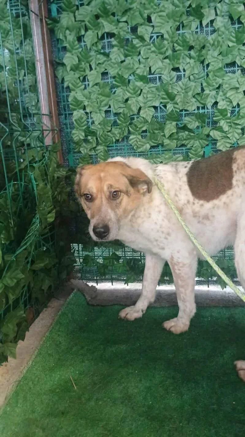 ELLA, female senior Mixed Breed for adoption at L, l arche de kala