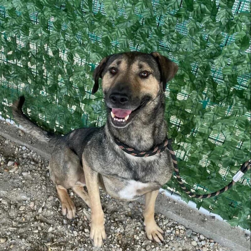 BANDIT, male 4yo Mixed Breed for adoption at L, l arche de kala