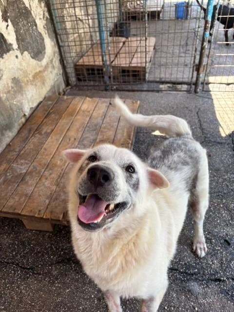 SHARK, male 6yo Mixed Breed for adoption at L, l arche de kala