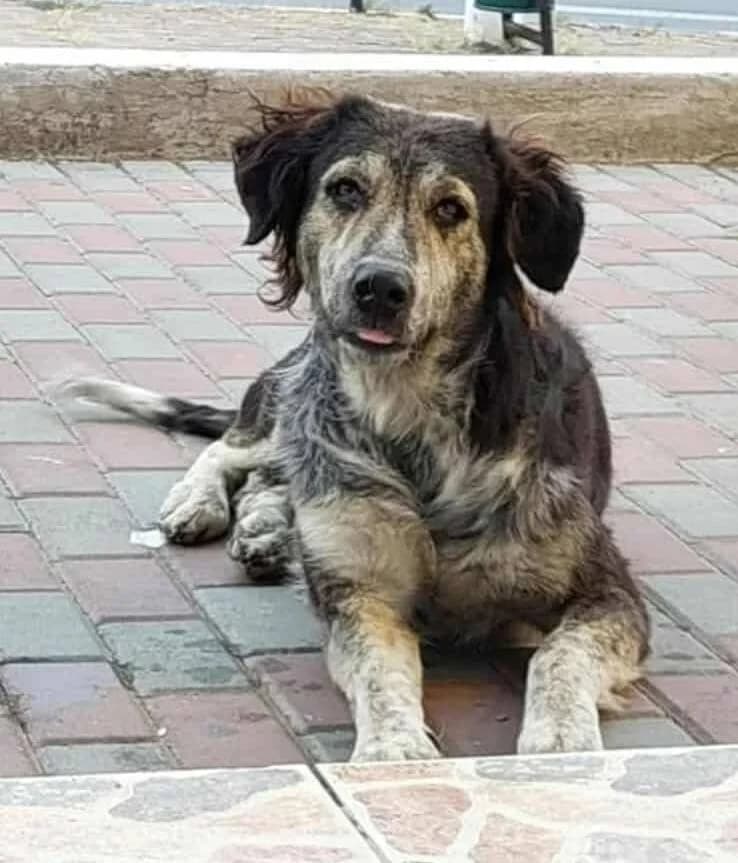 MISSY, female senior Mixed Breed for adoption at L, l arche de kala
