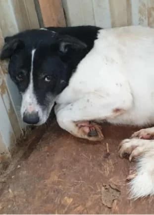 NEMO, male 7yo Mixed Breed for adoption at L, l arche de kala