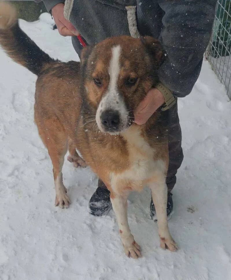 MAXOU, male senior Mixed Breed for adoption at L, l arche de kala