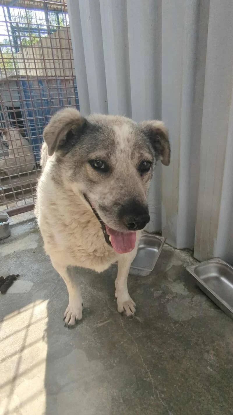 CARTOF, male senior Mixed Breed for adoption at L, l arche de kala