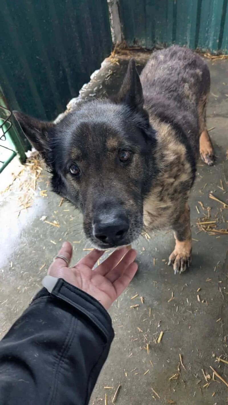 ALBUS, male senior Mixed Breed for adoption at L, l arche de kala