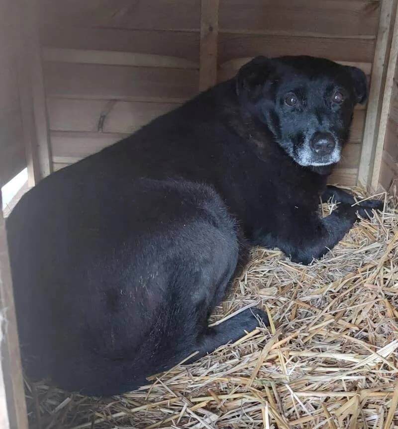 EMILE, male senior Mixed Breed for adoption at L, l arche de kala