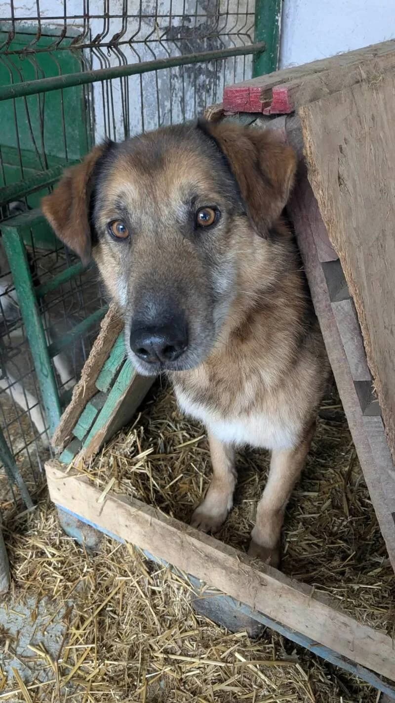 LOUIS, male 7yo Mixed Breed for adoption at L, l arche de kala