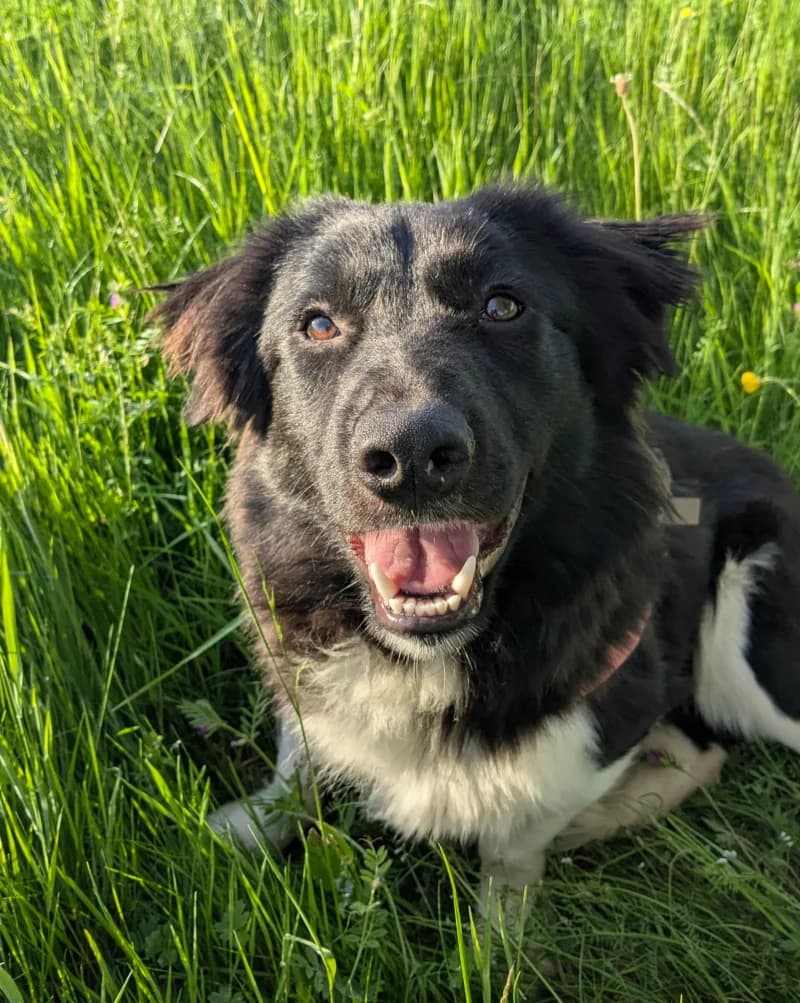 POLLUX, male young Mixed Breed for adoption at L, l arche de kala