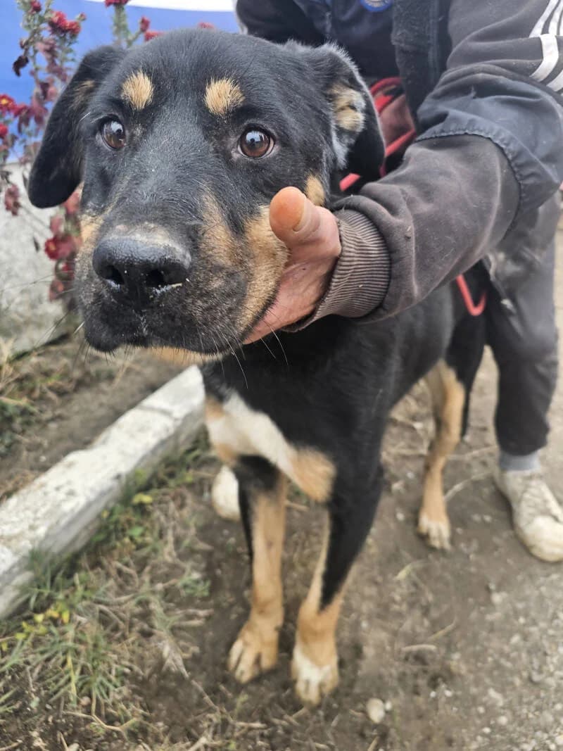 APOLO, male 4yo Mixed Breed for adoption at L, l arche de kala
