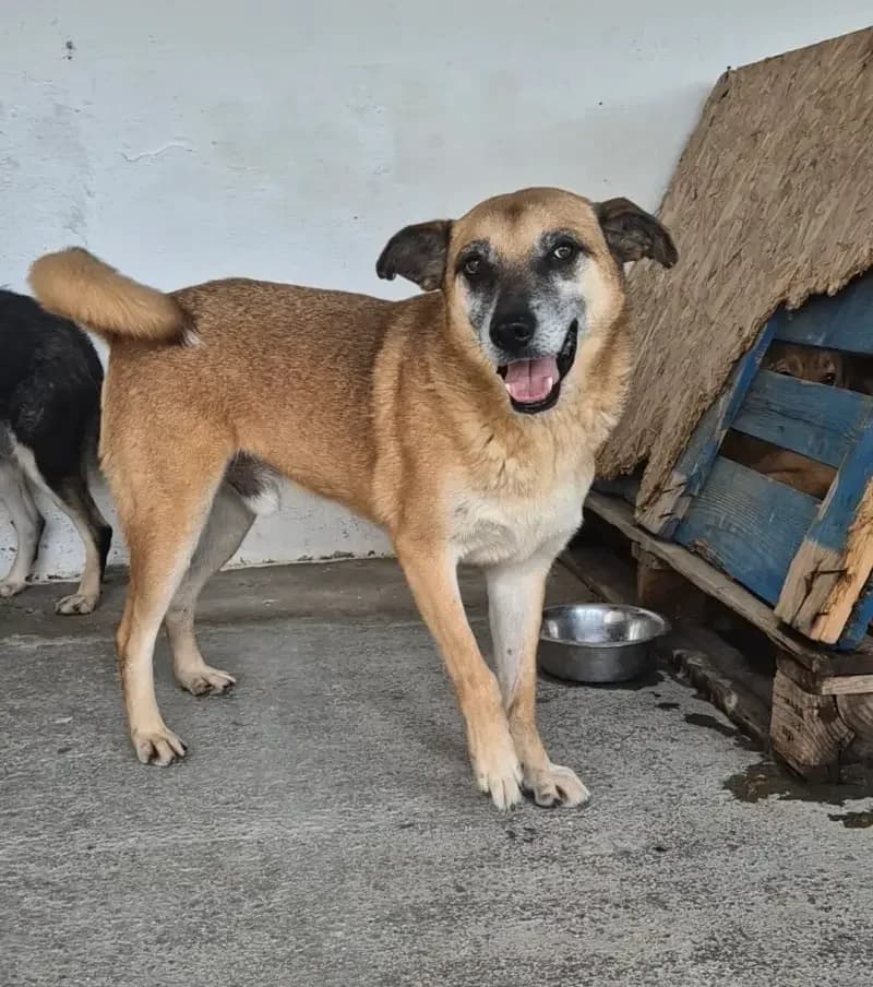 PITCH, male senior Mixed Breed for adoption at L, l arche de kala