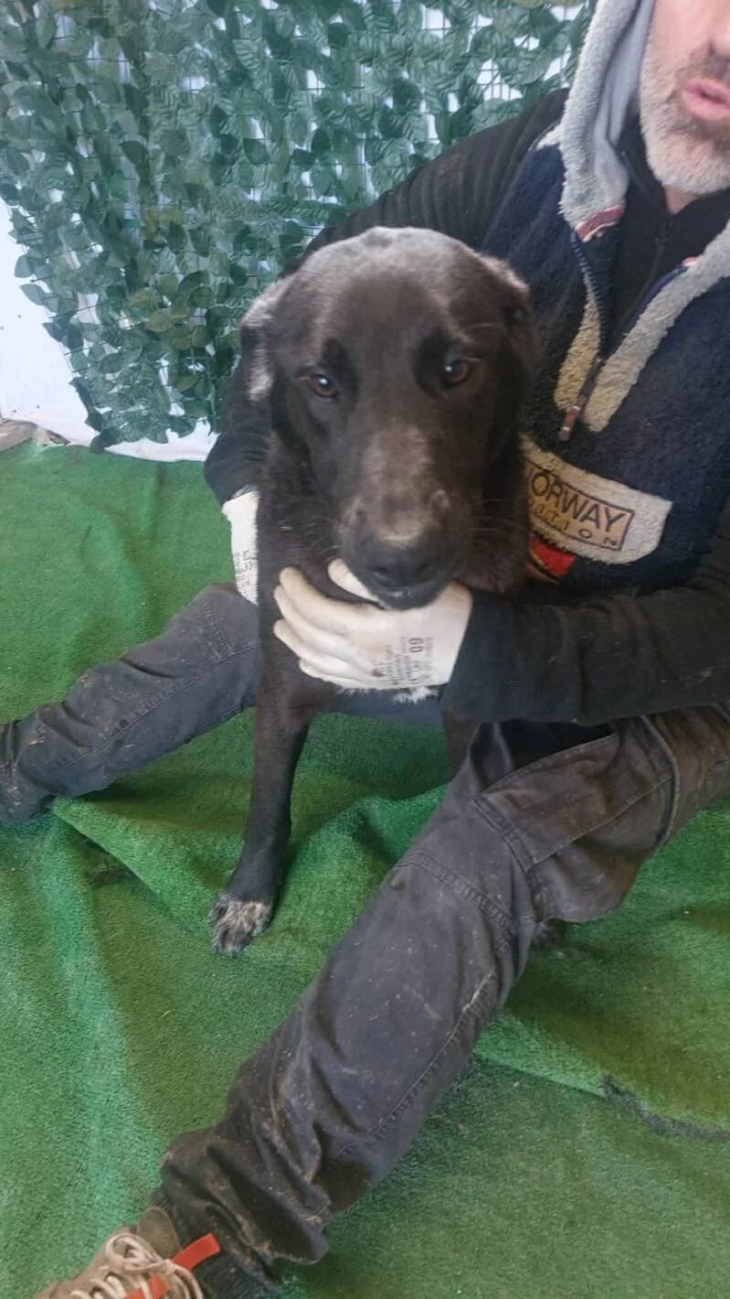 HADES, male young Mixed Breed for adoption at L, l arche de kala