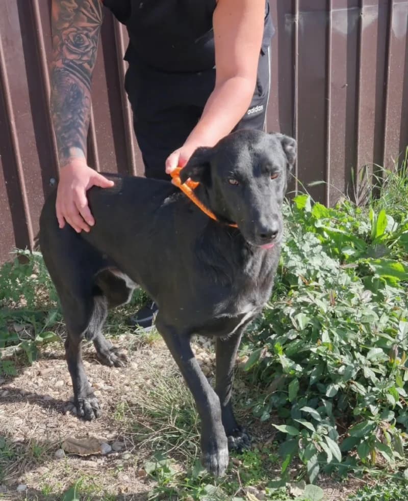 HADES, male young Mixed Breed for adoption at L, l arche de kala