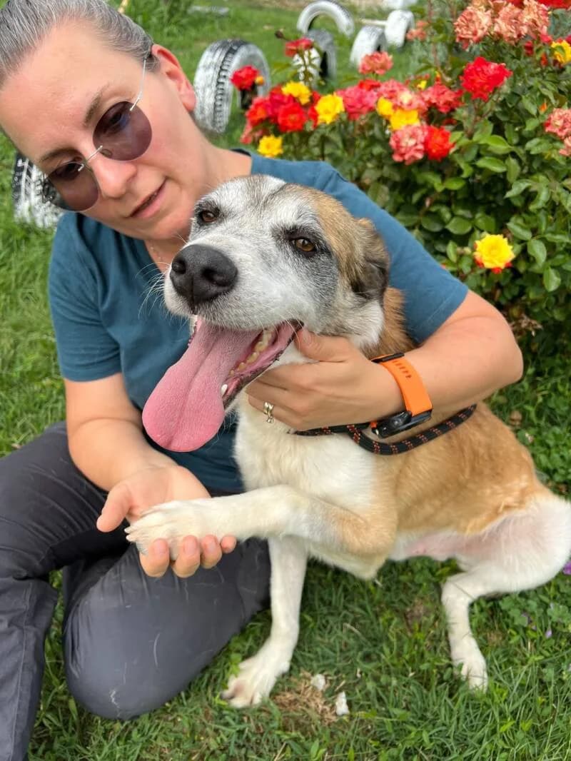 VEGAS, male senior Mixed Breed for adoption at L, l arche de kala