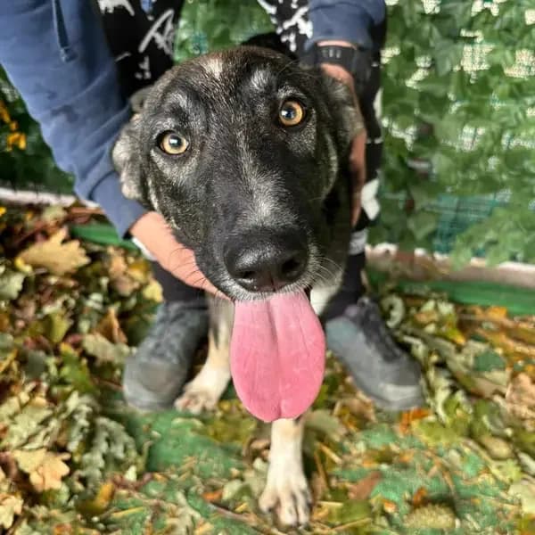 TOUGHY, female young Mixed Breed for adoption at L, l arche de kala
