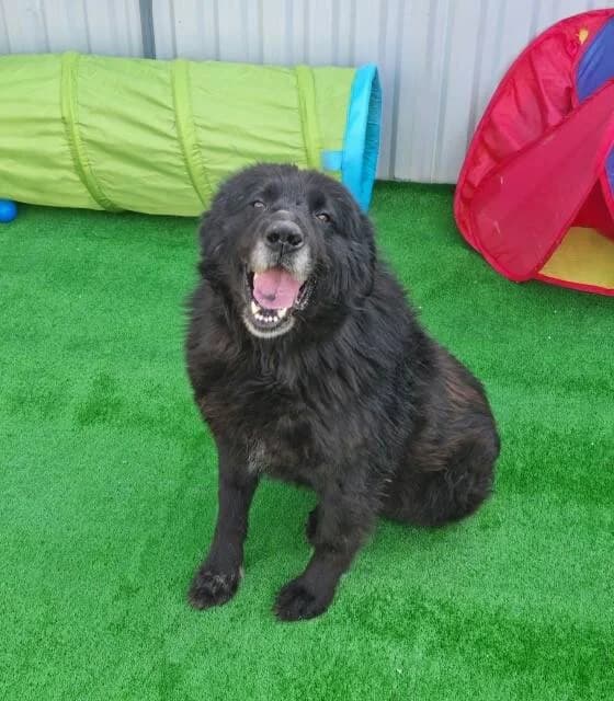 ASHUR, male senior Mixed Breed for adoption at L, l arche de kala
