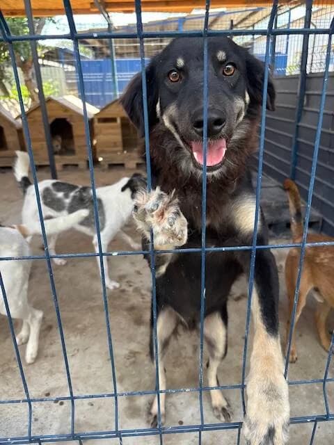 GELATO, male young Mixed Breed for adoption at L, l arche de kala