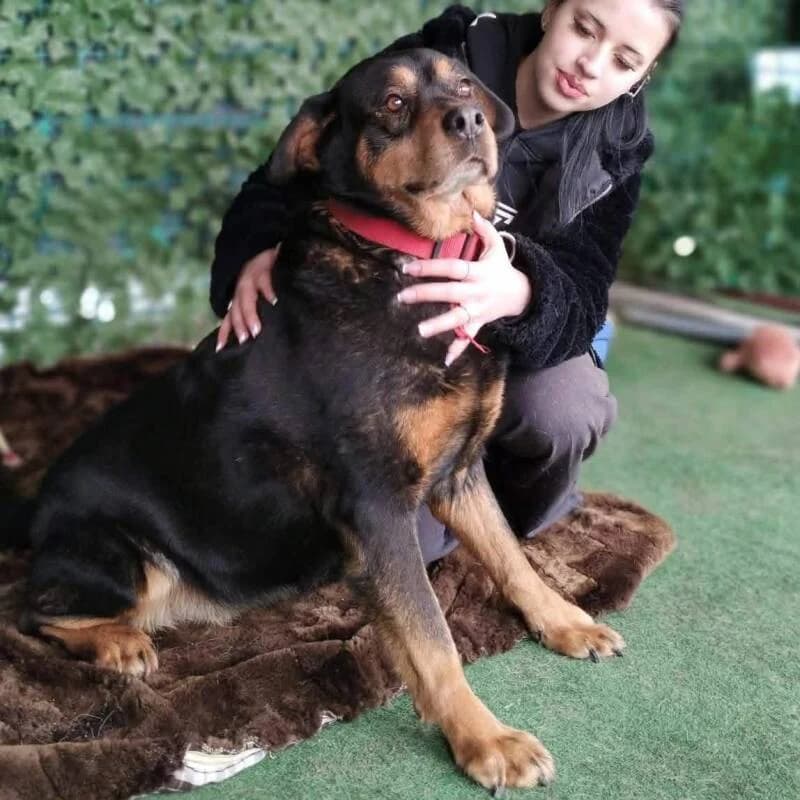 YUNA, female senior Mixed Breed for adoption at L, l arche de kala