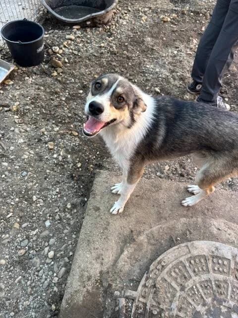 DUSTIN, male young Mixed Breed for adoption at L, l arche de kala