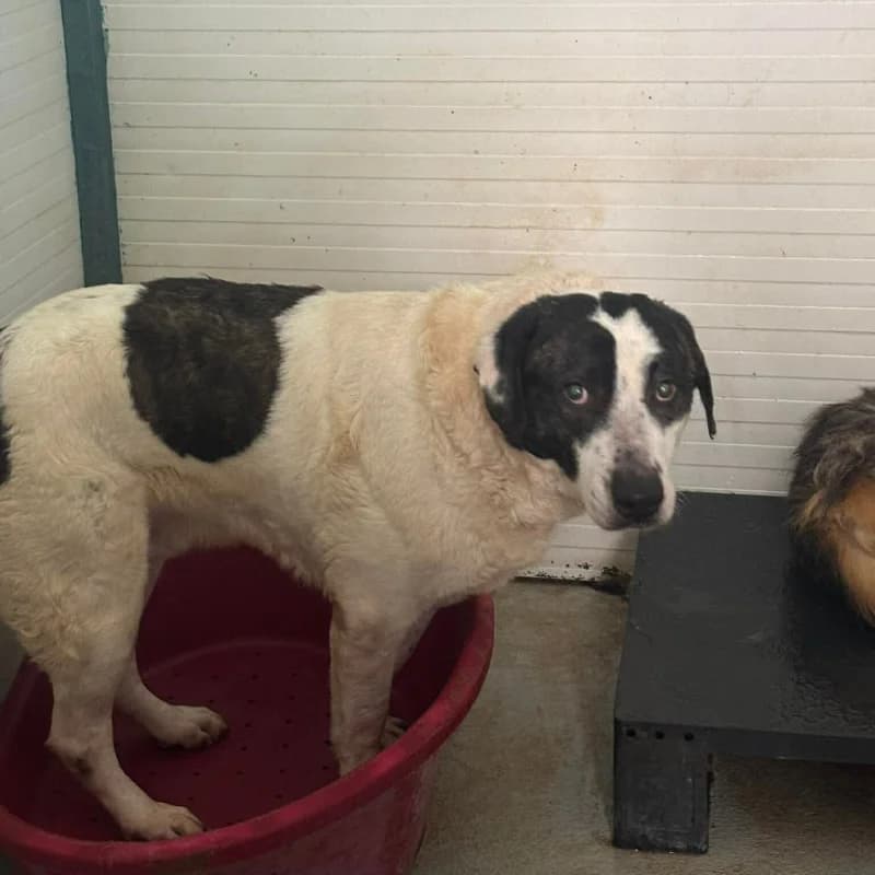 GEPETTO, male 7yo Mixed Breed for adoption at L, l arche de kala