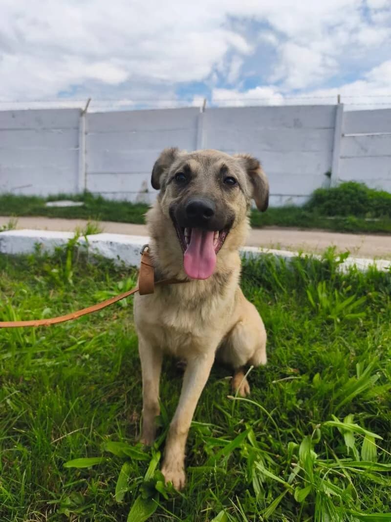 HINA, female young Mixed Breed for adoption at L, l arche de kala