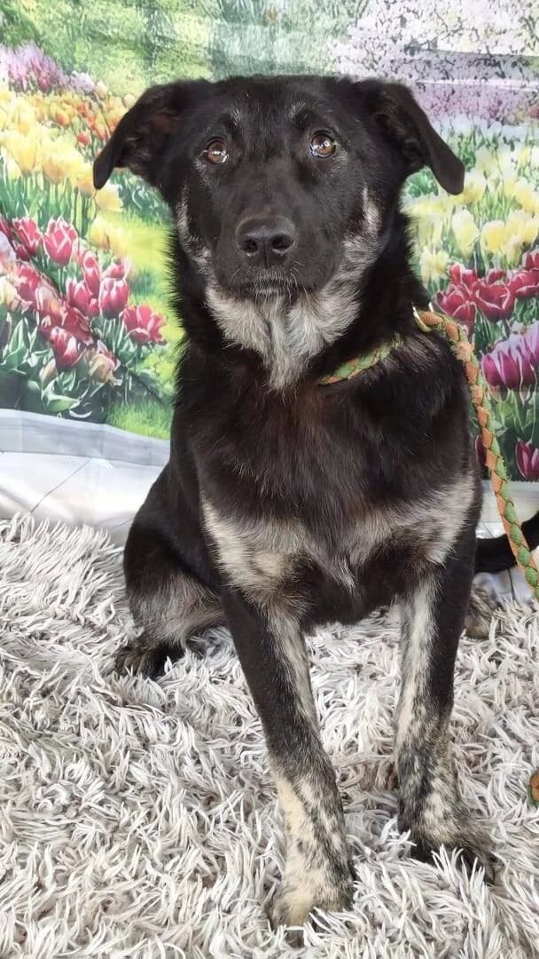 ATHENA, female young Mixed Breed for adoption at L, l arche de kala