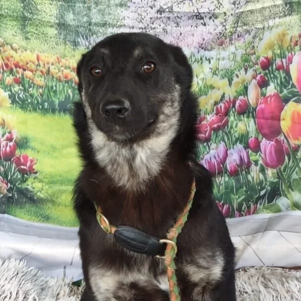 MATCHA, female young Mixed Breed for adoption at L, l arche de kala