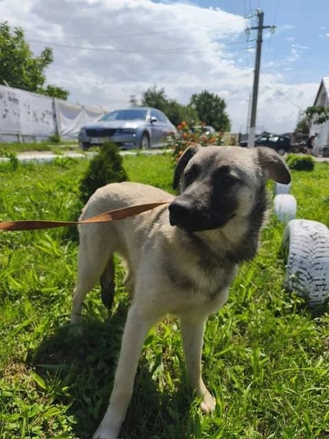 TILIO, male young Mixed Breed for adoption at L, l arche de kala