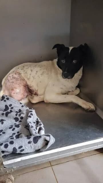 CASSIOPEE, female young Mixed Breed for adoption at L, l arche de kala