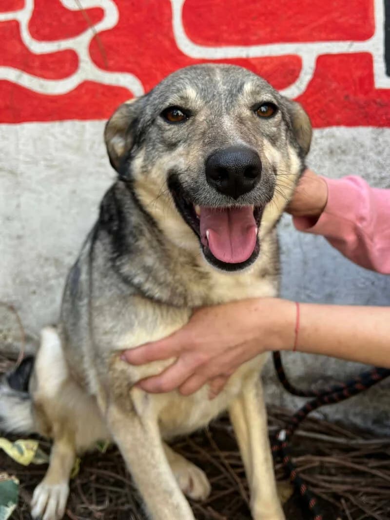 MAEVE, female 3yo Mixed Breed for adoption at L, l arche de kala