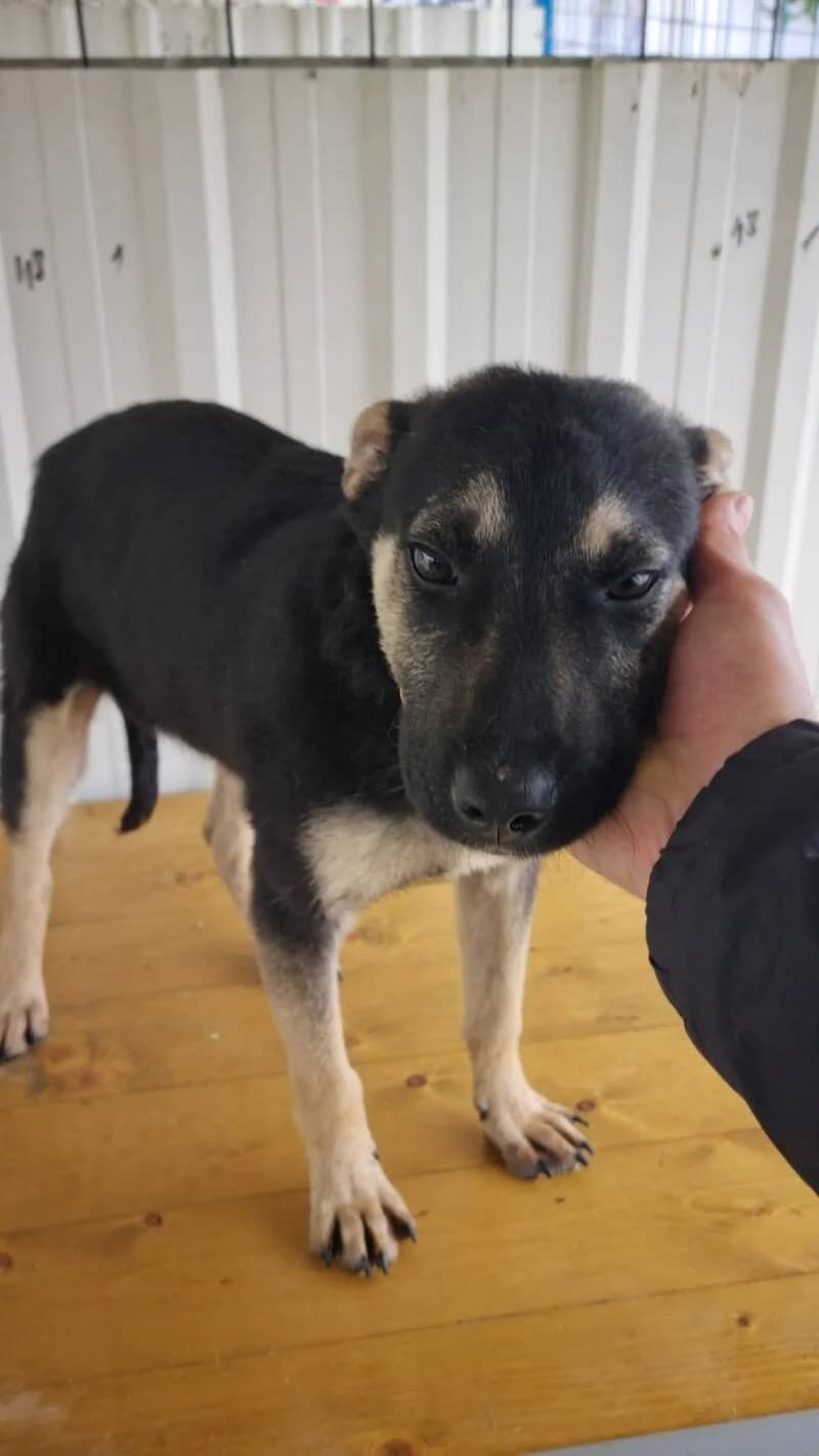 CASIMIR, male puppy Mixed Breed for adoption at L, l arche de kala