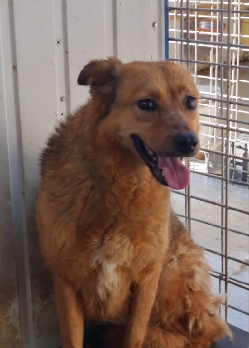 NOUNI, female 5yo Mixed Breed for adoption at L, l arche de kala