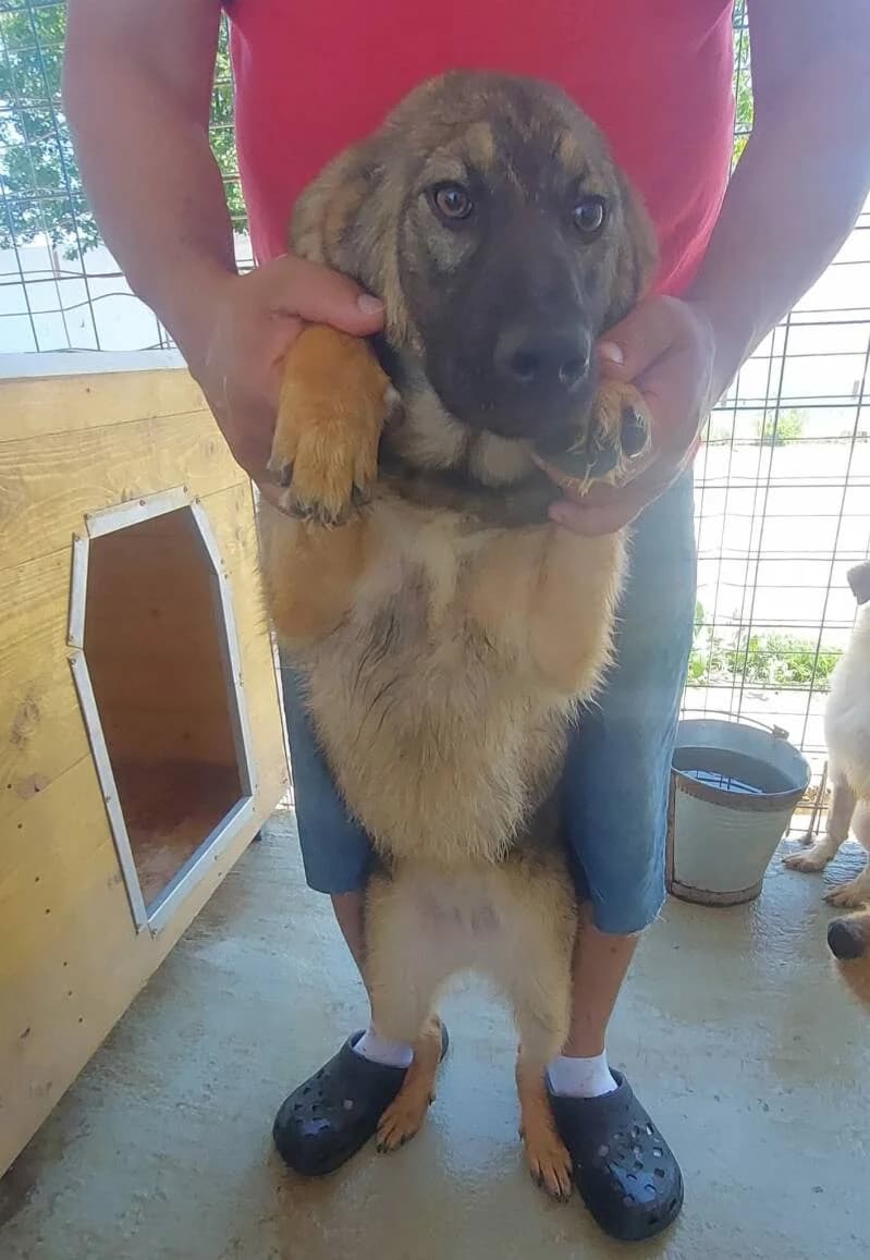 VICTORIA, female puppy Mixed Breed for adoption at L, l arche de kala