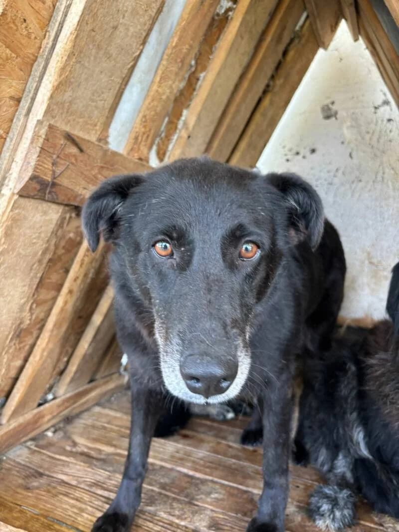 VOLCA, female 5yo Mixed Breed for adoption at L, l arche de kala