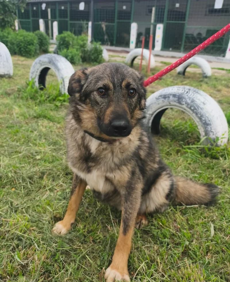 TAHEL, male young Mixed Breed for adoption at L, l arche de kala