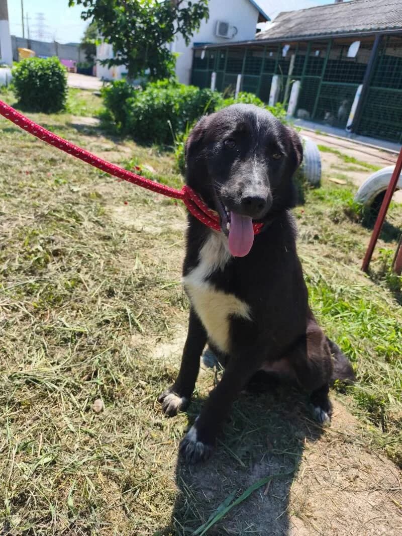 OZZY, male puppy Mixed Breed for adoption at L, l arche de kala