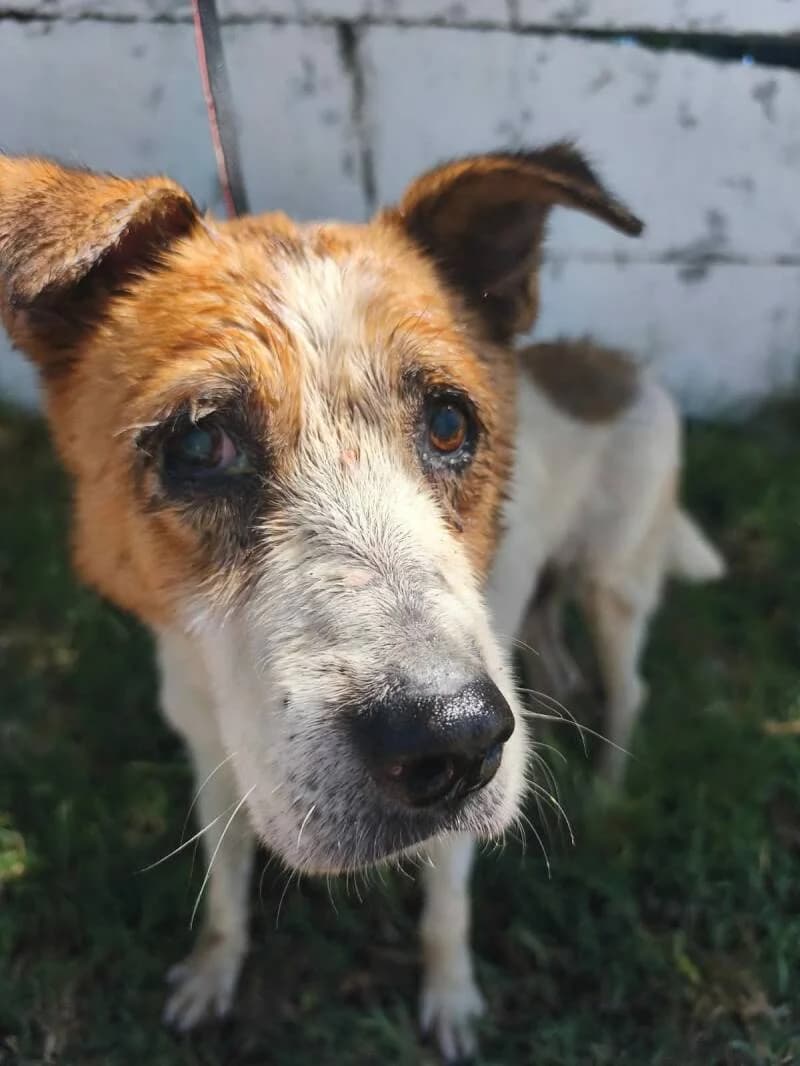 HEROLD, male senior Mixed Breed for adoption at L, l arche de kala