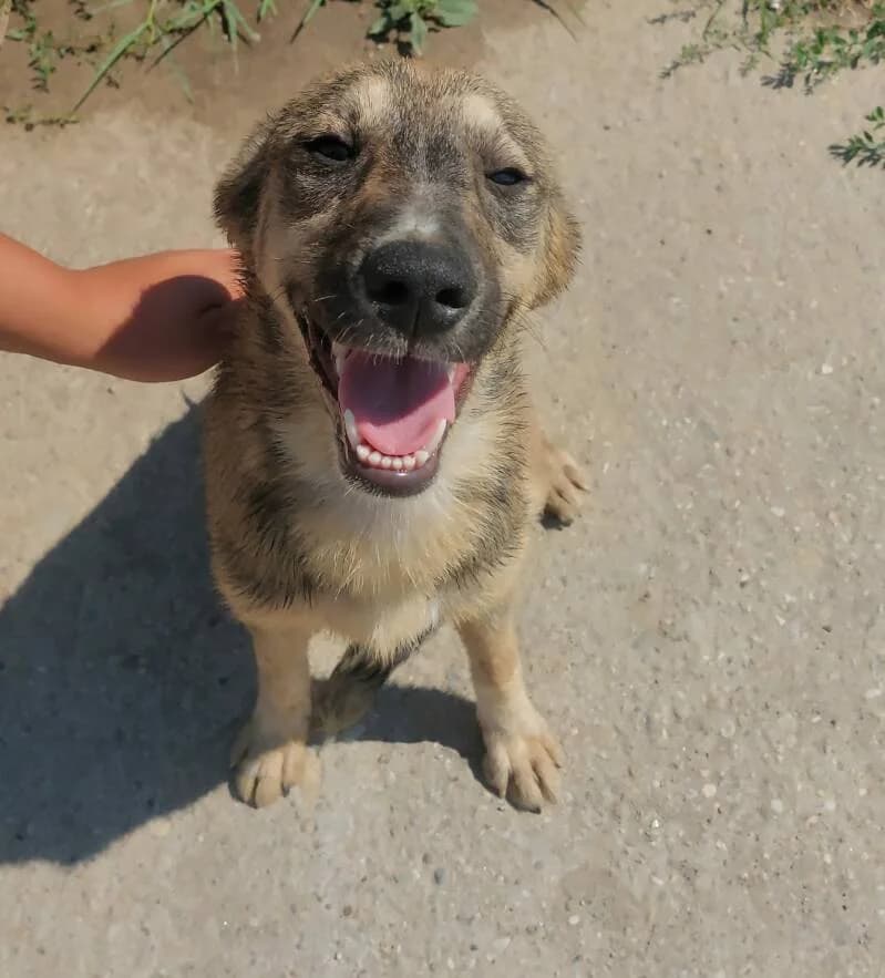 SANAE, female puppy Mixed Breed for adoption at L, l arche de kala