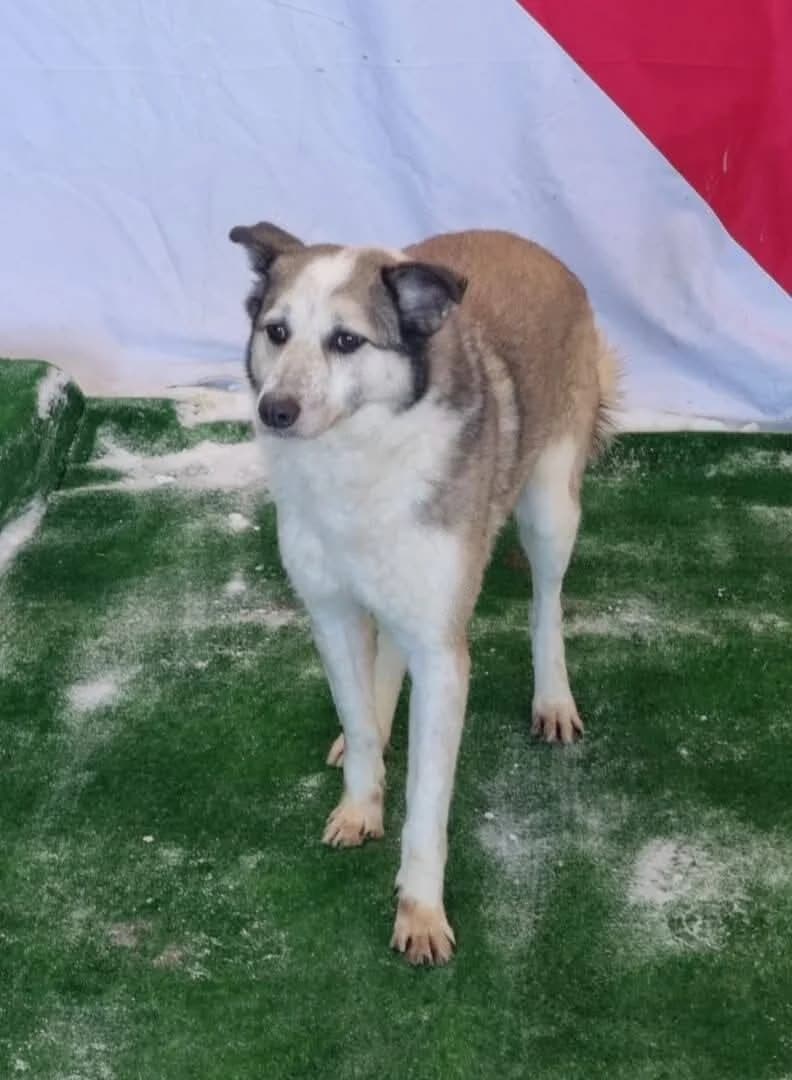 TOSCANE, female 7yo Mixed Breed for adoption at L, l arche de kala