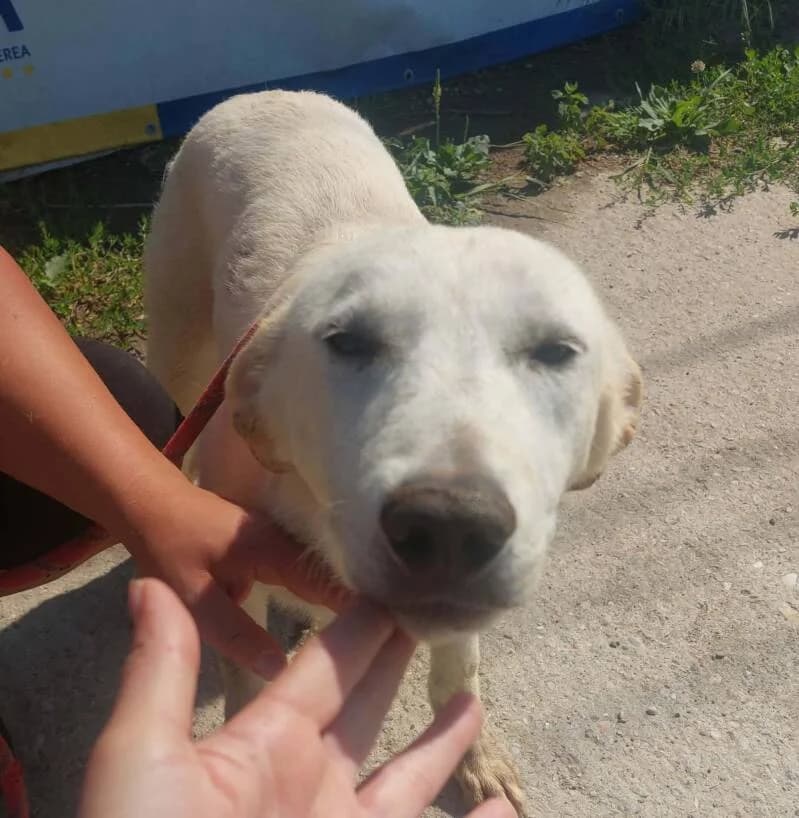 BOUNTY, male puppy Mixed Breed for adoption at L, l arche de kala