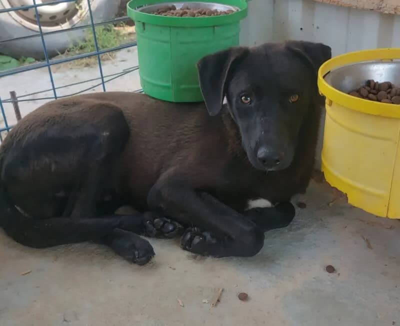 LACKI, male puppy Mixed Breed for adoption at L, l arche de kala