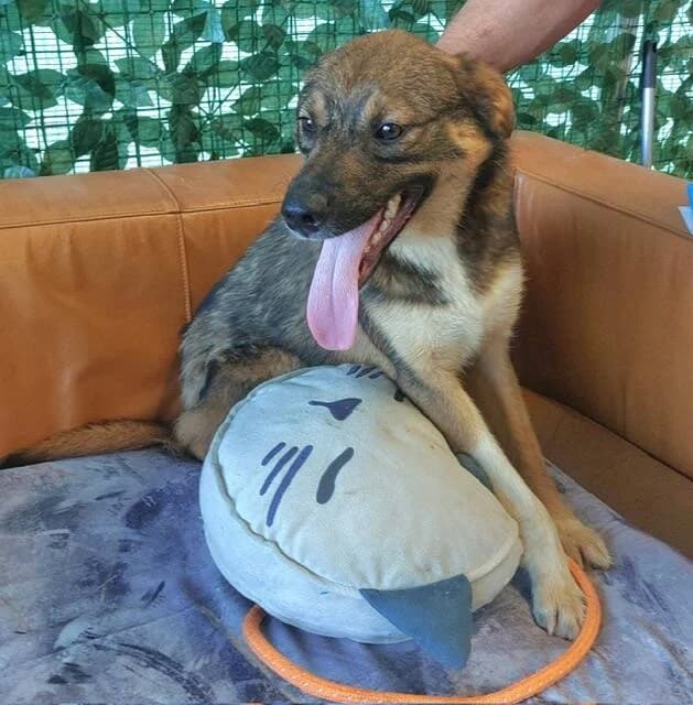 KAÏ, female young Mixed Breed for adoption at L, l arche de kala