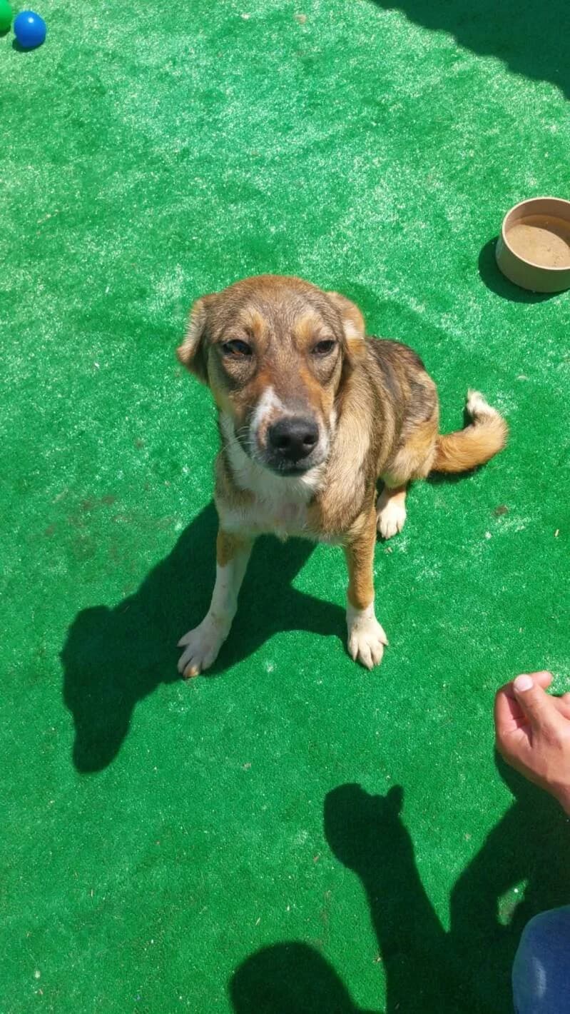 NYLAH, female puppy Mixed Breed for adoption at L, l arche de kala