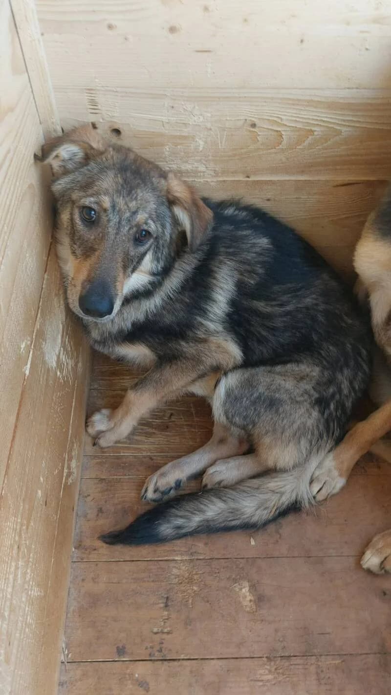 CLEA, female puppy Mixed Breed for adoption at L, l arche de kala