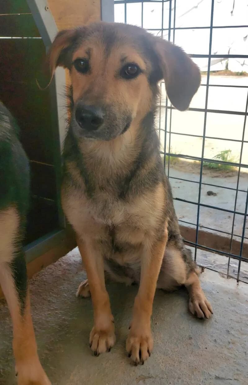 ZOÉ, female puppy Mixed Breed for adoption at L, l arche de kala