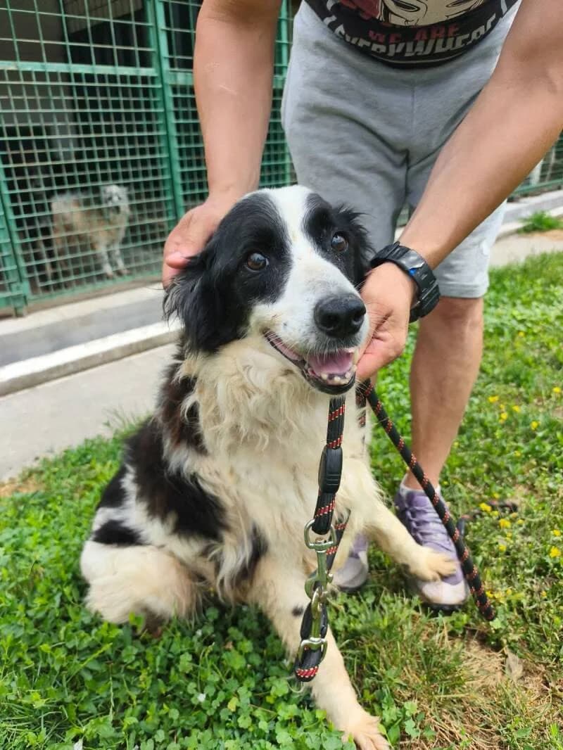 PANINI, male senior Mixed Breed for adoption at L, l arche de kala