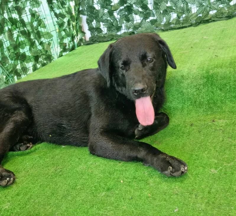 GRAND-COEUR, male senior Mixed Breed for adoption at L, l arche de kala